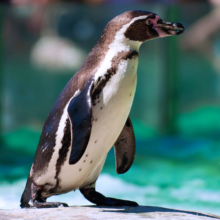 Un pinguino per la strada