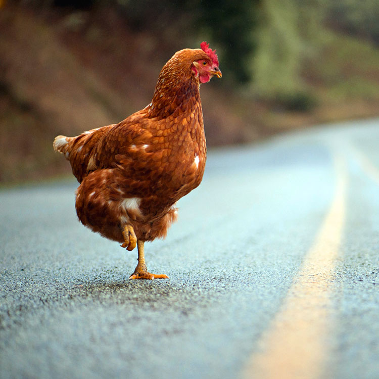 Perché il pollo ha attraversato la strada